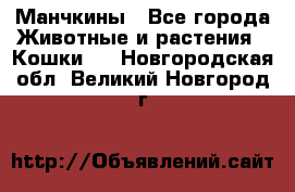 Манчкины - Все города Животные и растения » Кошки   . Новгородская обл.,Великий Новгород г.